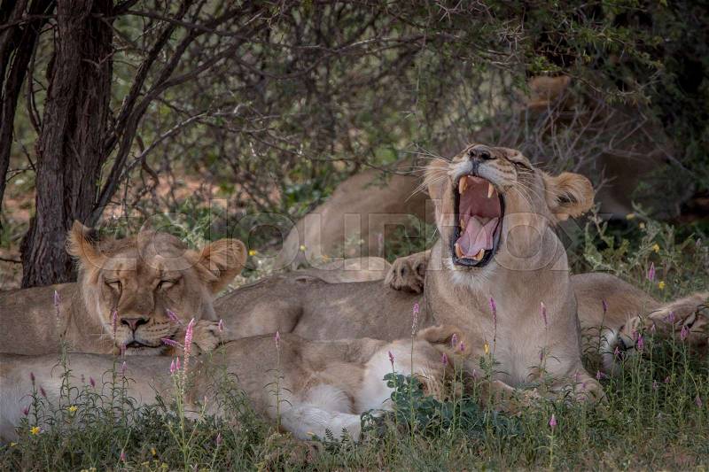 Pride of Lions laying in the grass in the Kgalagadi Transfrontier Park, South Africa, stock photo