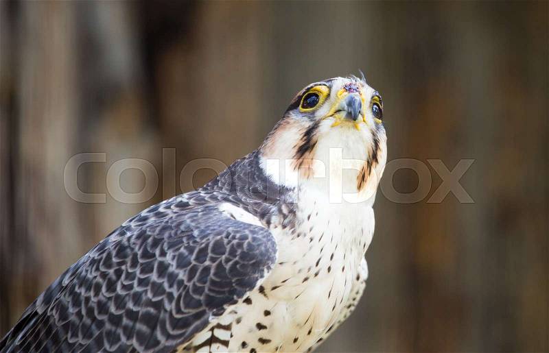 Portrait of a hawk at the zoo , stock photo