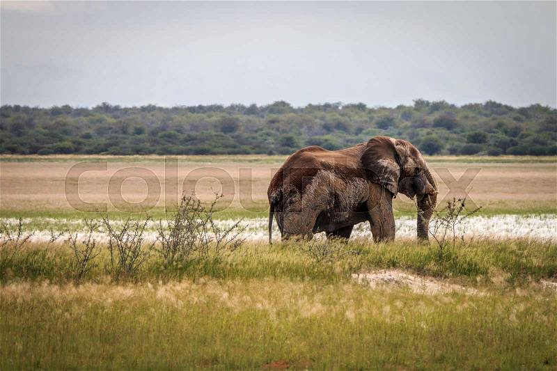 Side profile of an Elephant in the Etosha National Park, Namibia, stock photo