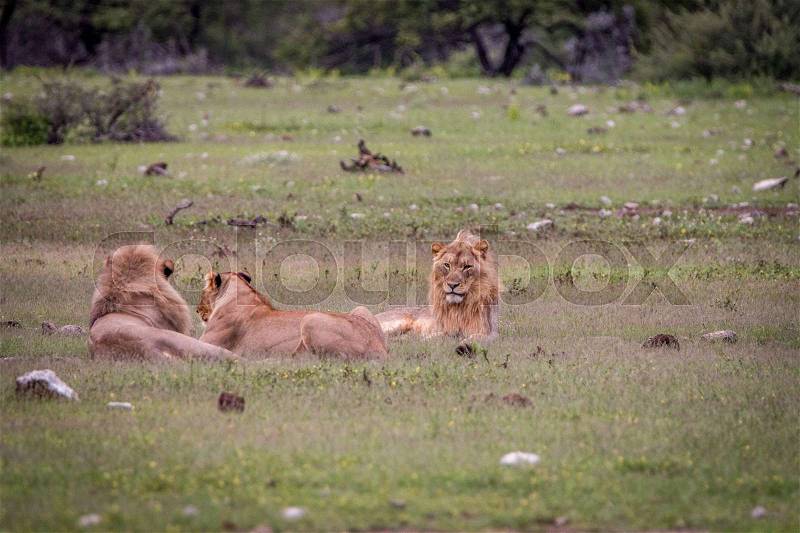 Pride of Lions laying in the grass in the Etosha National Park, Namibia, stock photo