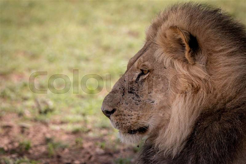 Side profile of a big male Lion in the Kgalagadi Transfrontier Park, South Africa, stock photo