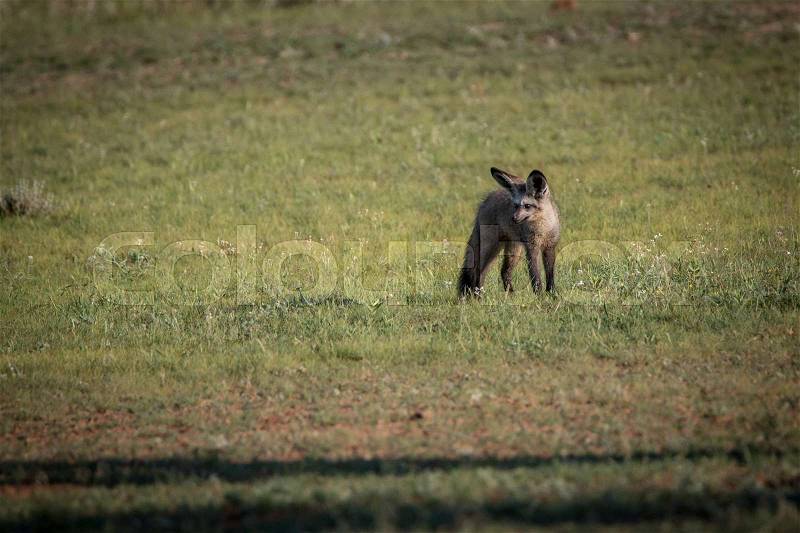 Bat-eared fox walking in the grass in the Kgalagadi Transfrontier Park, South Africa, stock photo