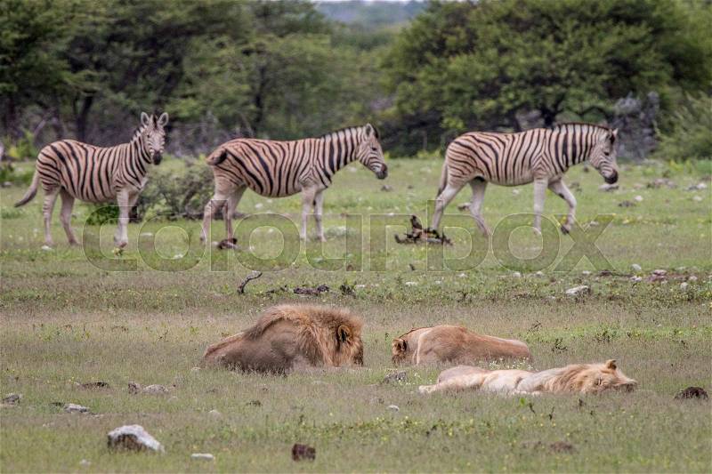 Pride of Lions sleeping in front of a group of Zebras in the Etosha National Park, Namibia, stock photo