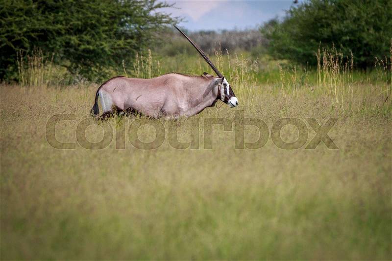 Side profile of an Oryx in the high grass in the Central Kalahari, Botswana., stock photo