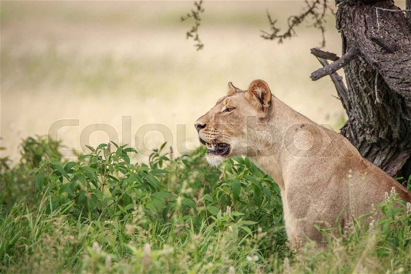 Side profile of a Lion in the high grass in the Central Kalahari, Botswana, stock photo