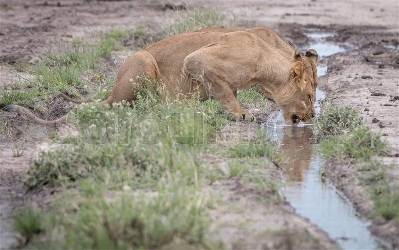 Lion drinking from a little pool of water in the Central Kalahari, Botswana, stock photo