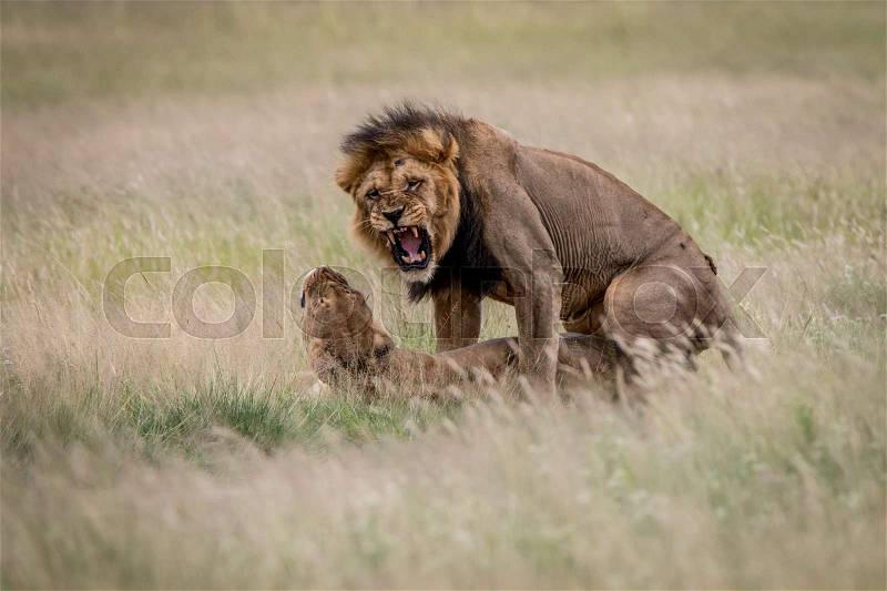Lion couple mating in the high grass in the Central Kalahari, Botswana, stock photo