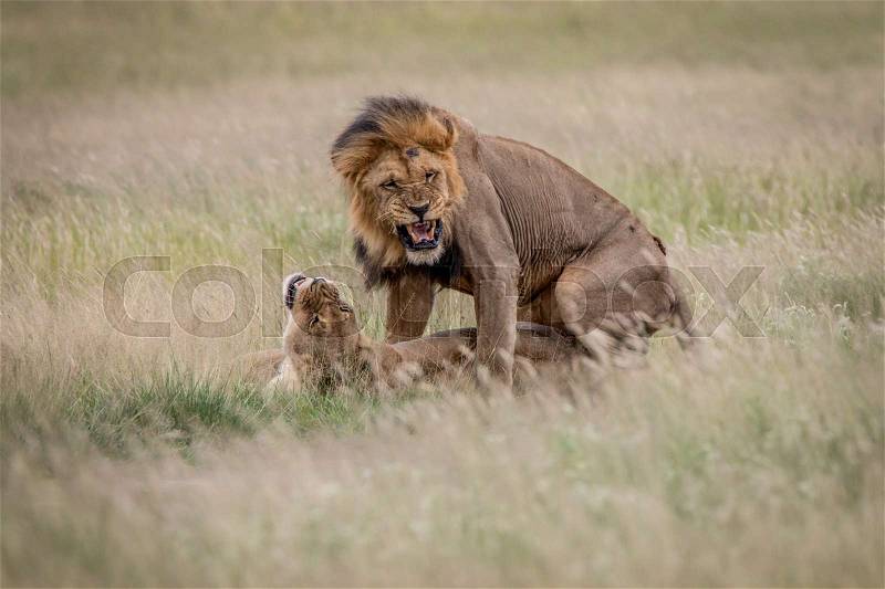 Lion couple mating in the high grass in the Central Kalahari, Botswana, stock photo