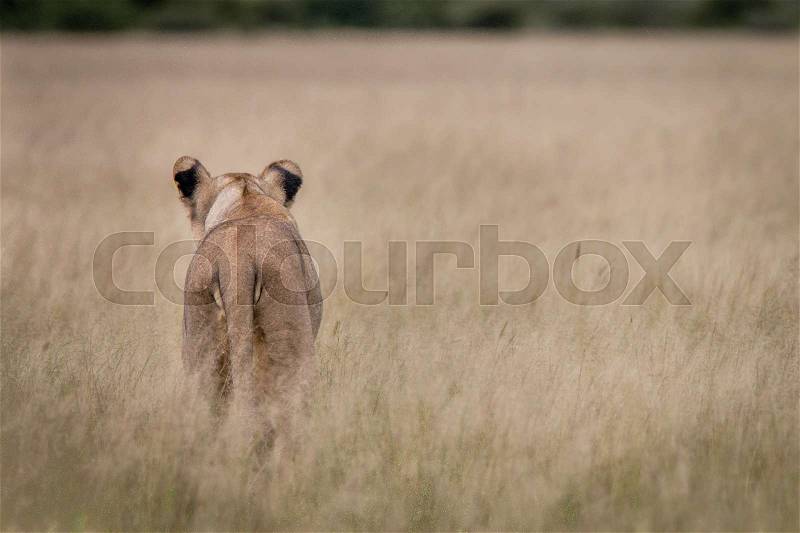 Lion starring in the distance from behind in the Central Kalahari, Botswana, stock photo