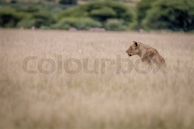 Side profile of a Lion in the high grass in the Central Kalahari, Botswana, stock photo