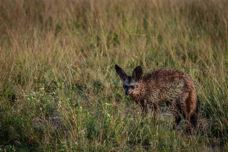 Bat-eared fox standing in the grass in the Central Kalahari, Botswana, stock photo