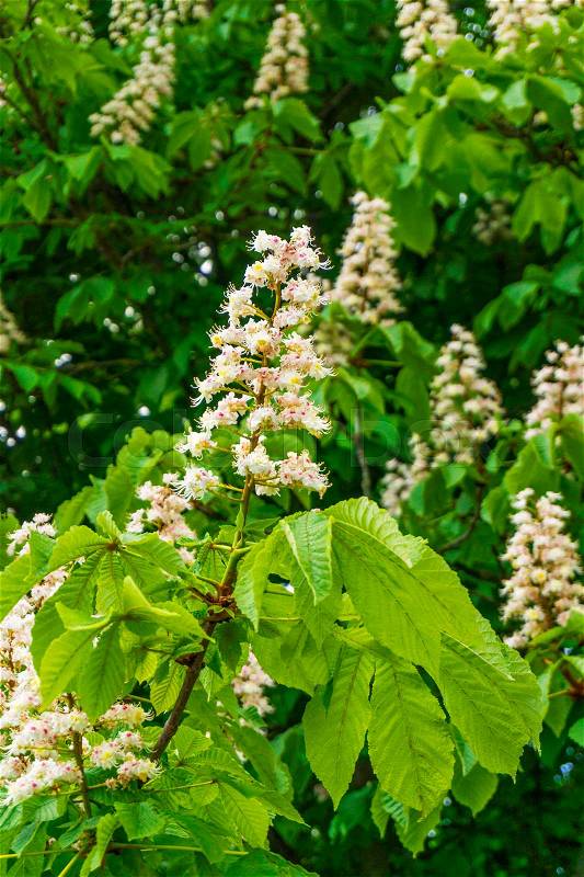 Spring blossoming chestnut flowers. Aesculus hippocastanum , stock photo