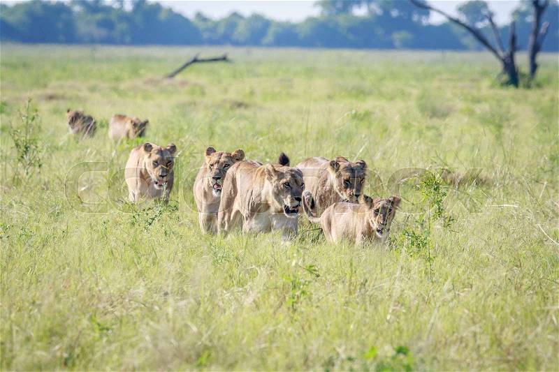 Pride of Lions walking in high grass in the Chobe National Park, Botswana, stock photo