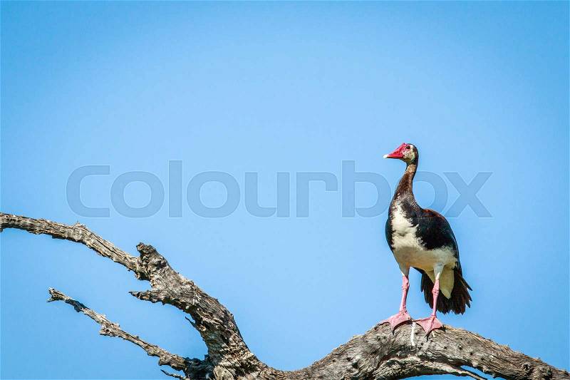 Spur-winged goose on a branch in the Chobe National Park, Botswana, stock photo