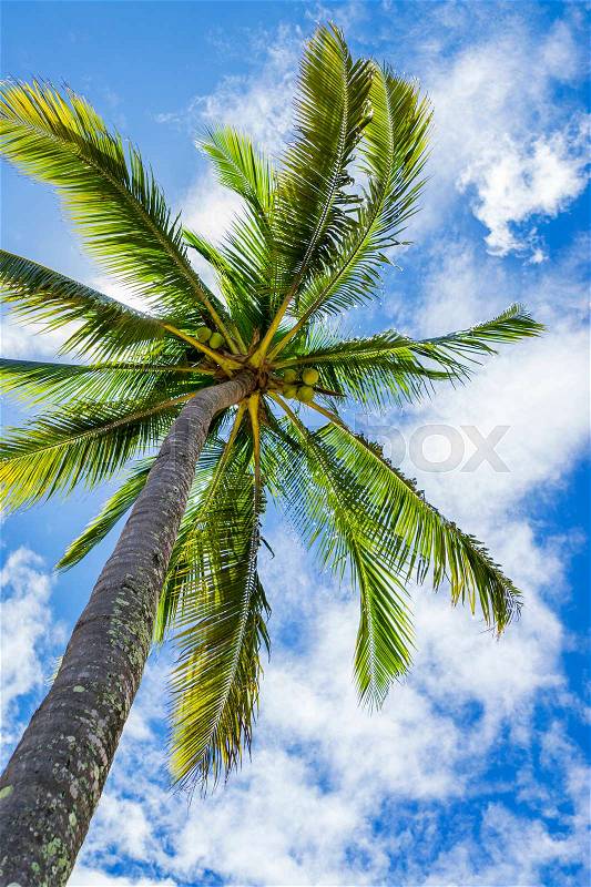 Coconut palm tree, Cocos Nucifera, with large green leaves, stock photo
