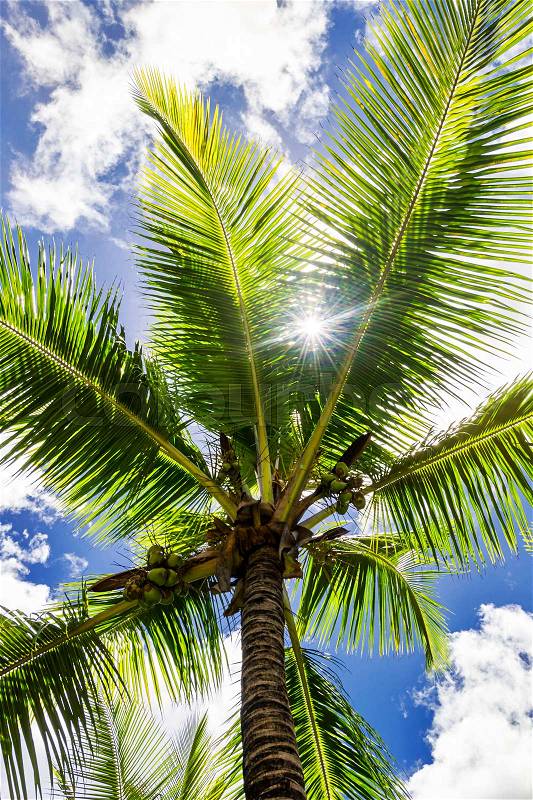 Coconut palm tree, Cocos Nucifera, with large green leaves, stock photo