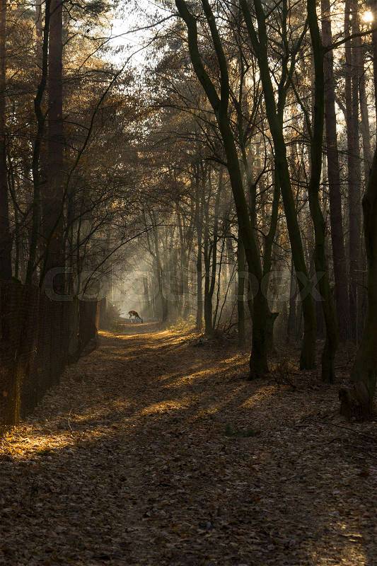 Forest road in a green foggy forest with sun rays in background, stock photo