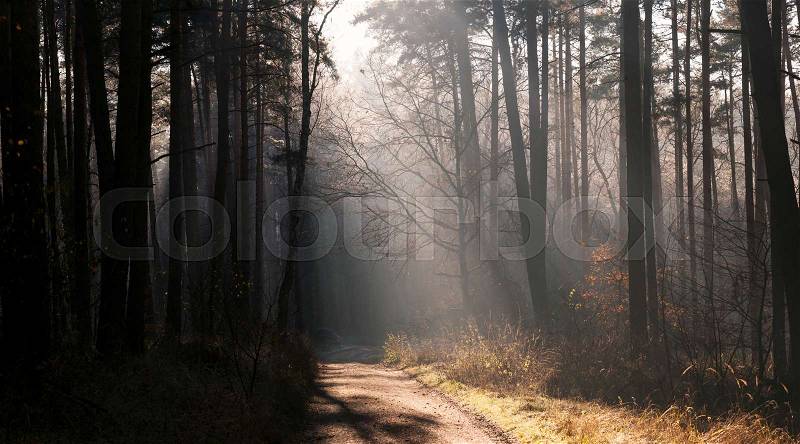 Forest road in a green foggy forest with sun rays in background, stock photo