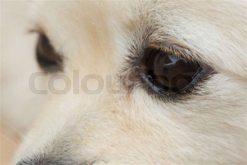 Black eye of white dog, close up image, stock photo