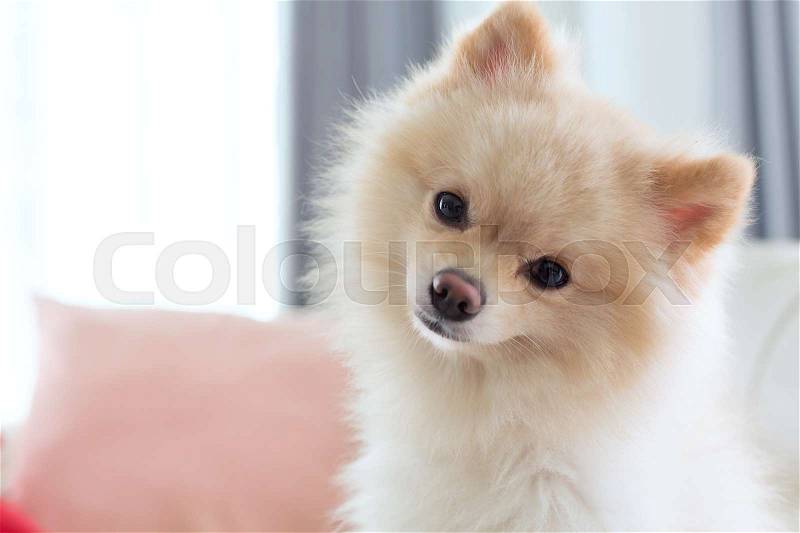 Close up image, question face of small pomeranian dog cute pet, stock photo