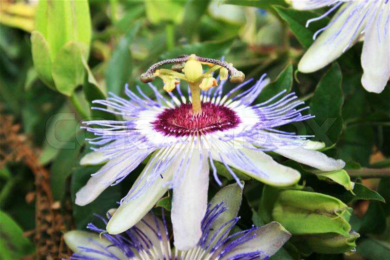 Passion flower in the garden, stock photo