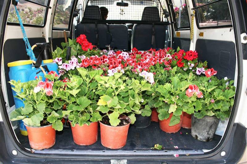 Geranium flowers in gardener car, stock photo