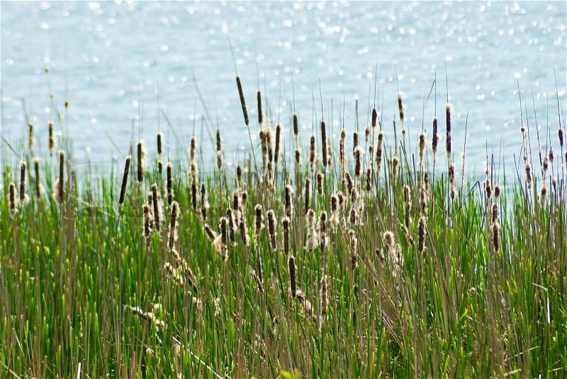 نبات التِّيفاء  2683725-118687-flowering-reed-and-bulrush-next-to-the-water-surface