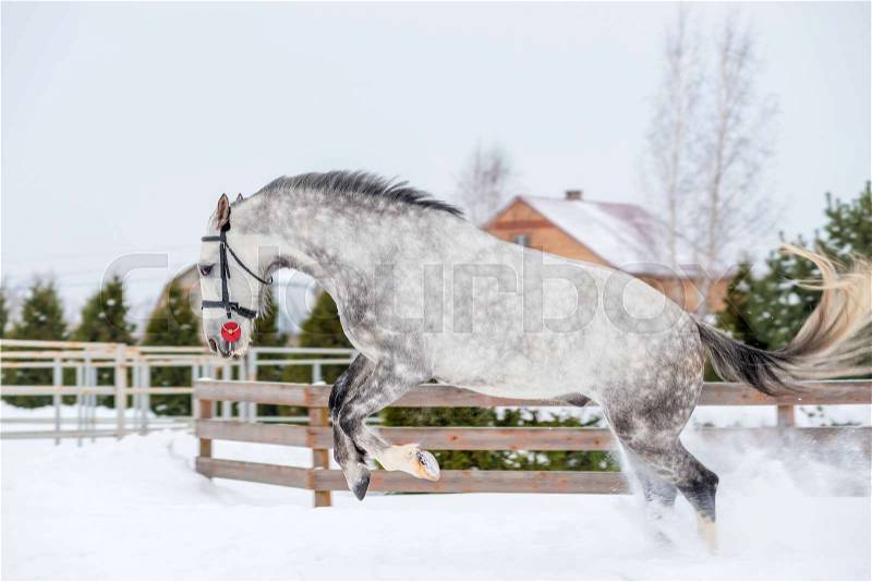 Active horse running and jumping over white snow in the field, stock photo