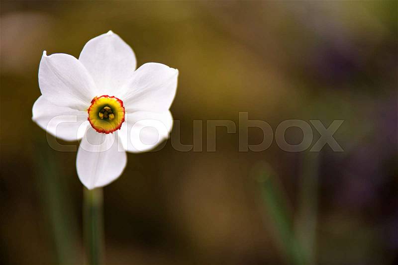 White narcissus flower blossoming on a spring day. Single daffodils flower close up. Copy space, stock photo