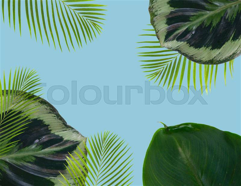 Palm leaf and green exotic tropical leave on blue background, stock photo
