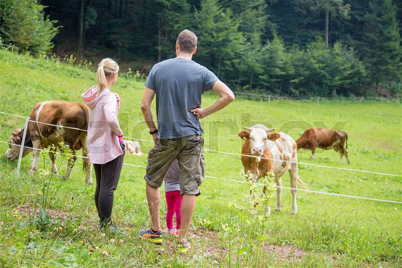 Family on a hike wearing sporty clothes observing and caressing pasturing cows on mountain meadow, Gorenjska region, Alps, Slovenia, stock photo