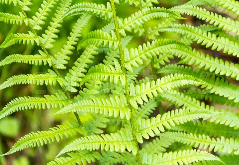 Full frame fern fronds closeup, stock photo