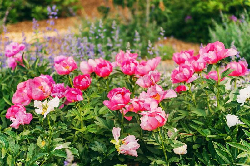 Beautiful pink peonies and lavender in the garden, stock photo