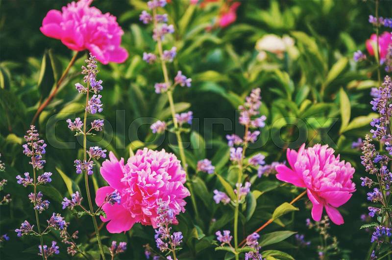 Beautiful pink peonies and lavender in the garden, stock photo
