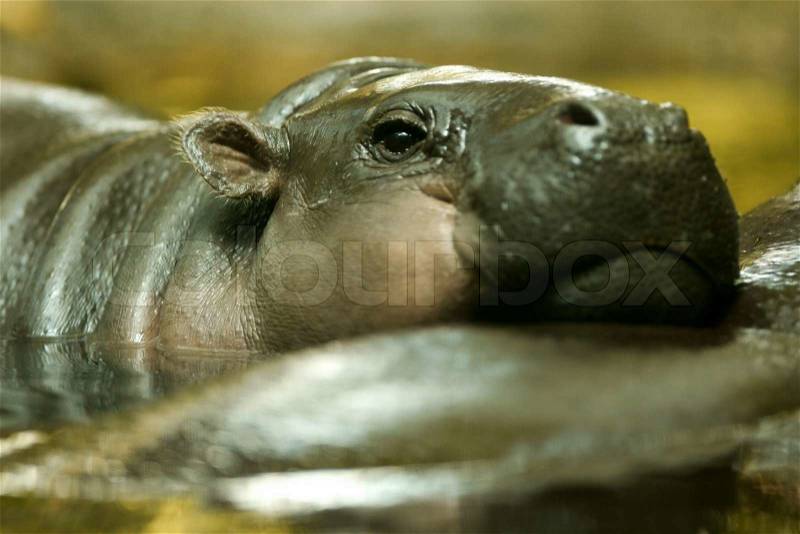 Pygmy Hippo, stock photo