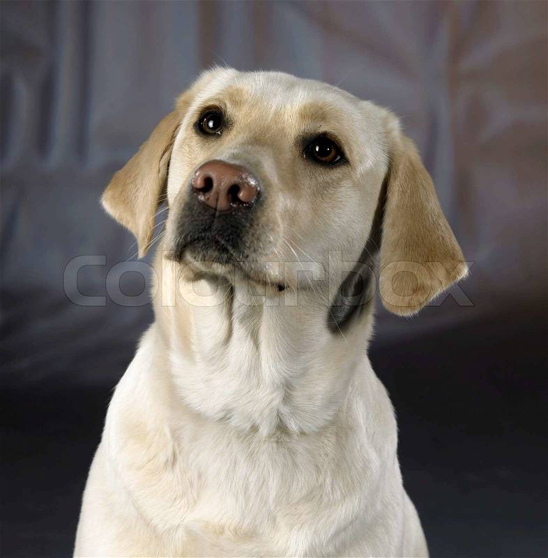 Studio portrait of a light colored dog in abstract back, stock photo