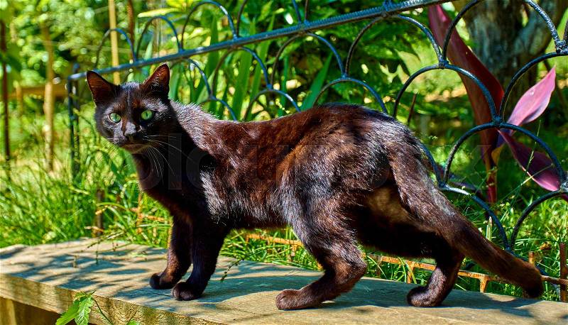 Beautiful cat. cat posing outdoors, stock photo