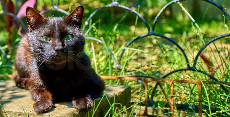 Beautiful cat. cat posing outdoors, stock photo