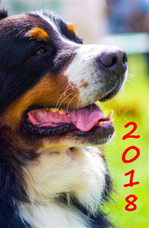 Dog breed Bernese Mountain Dog. Adorable dog portrait. Symbol of the year, stock photo
