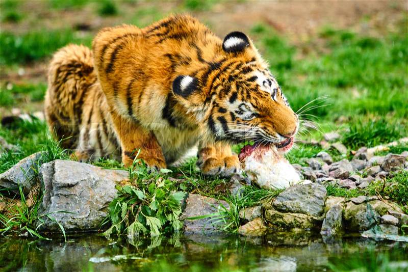Little tiger cub eats meat. Tiger Eating, stock photo