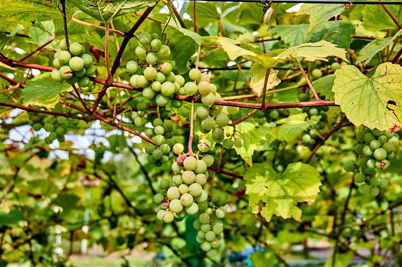 Bunch of white grapes in garden. ripening grape clusters on the vine, stock photo