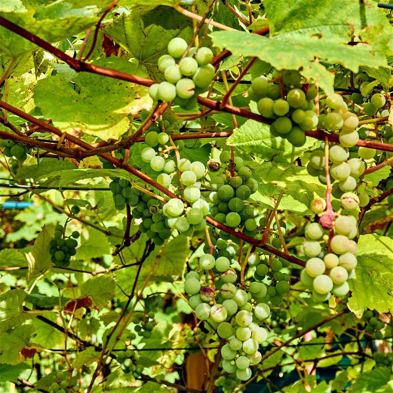 Bunch of white grapes in garden. ripening grape clusters on the vine, stock photo