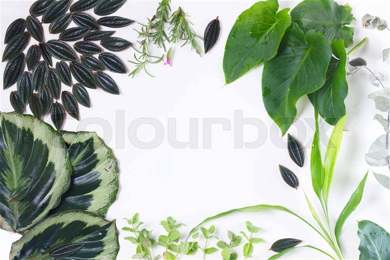 Mix of fresh green exotic tropical leaves frame on white background, top view, stock photo