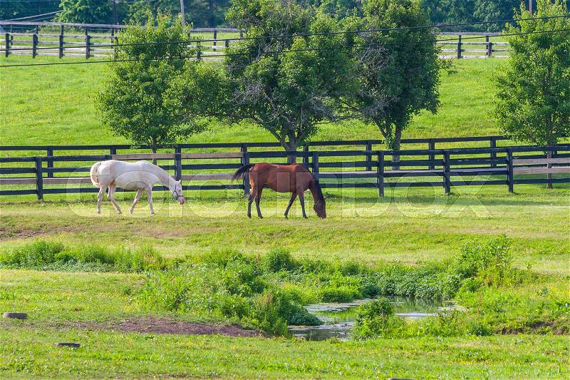 Horses at horse farm. Country landscape, stock photo