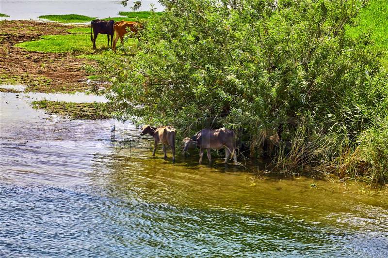 Cow on river bank in egypt. River Nile in Egypt. Life on the River Nile, stock photo
