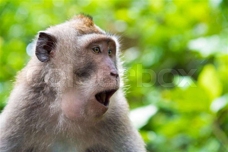 Portrait of macaque monkey with copy space, stock photo