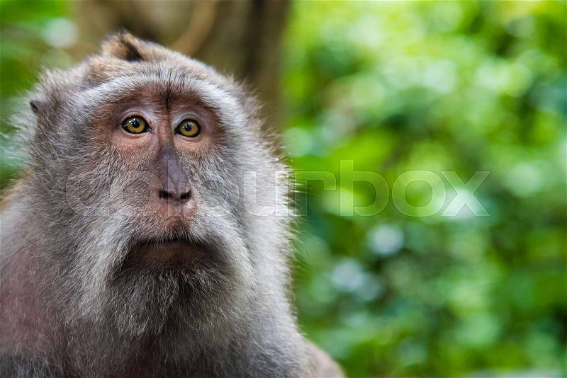 Portrait of macaque monkey with copy space for text, stock photo
