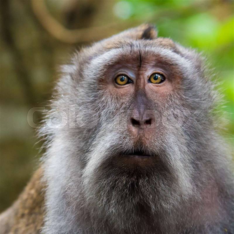 Portrait of macaque monkey with copy space for text, stock photo
