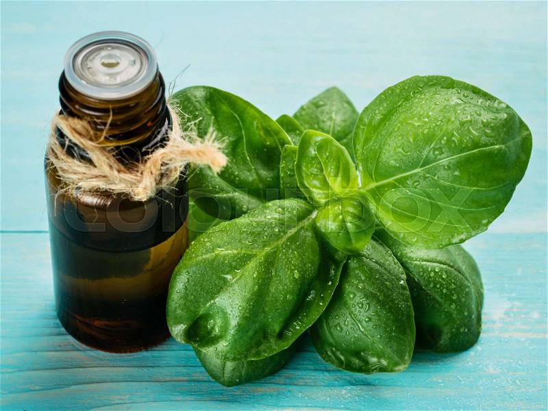 Bottle of basil essential oil with fresh basil, stock photo