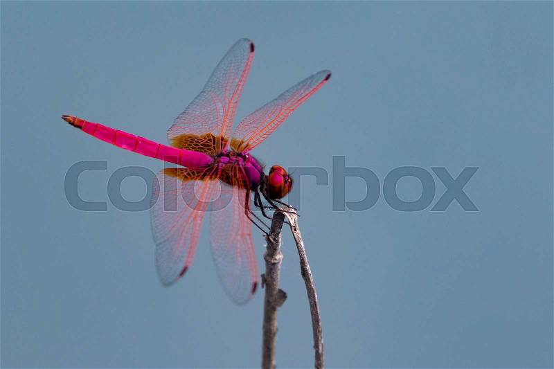 Image of a dragonfly on nature background. Insect Animal, stock photo